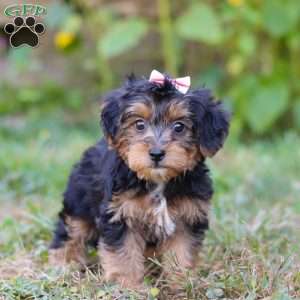 Penny, Yorkie Poo Puppy